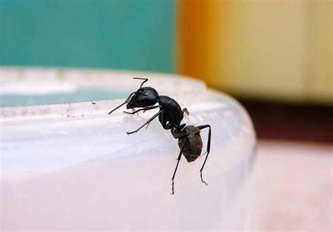 家裡有黑螞蟻 風水 生肖虎2023